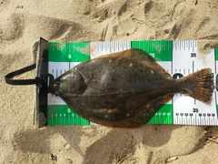 イシガレイの釣果