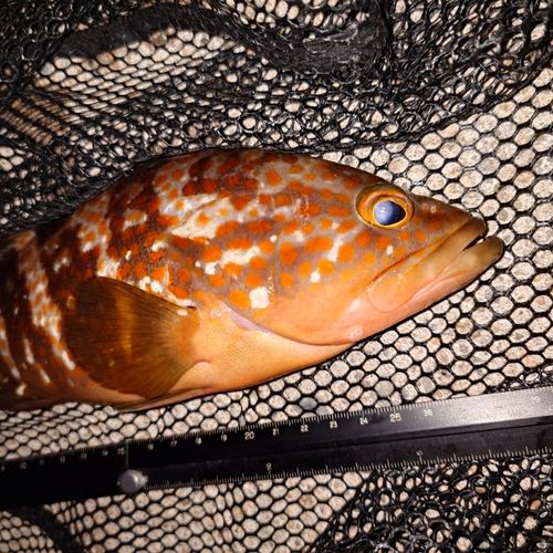 キジハタの釣果