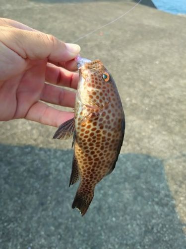 オオモンハタの釣果