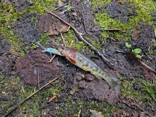 ブラウントラウトの釣果