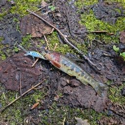 ブラウントラウト