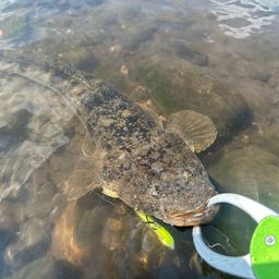 マゴチ