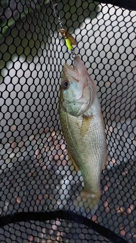 ラージマウスバスの釣果