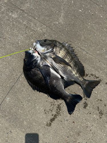 チヌの釣果