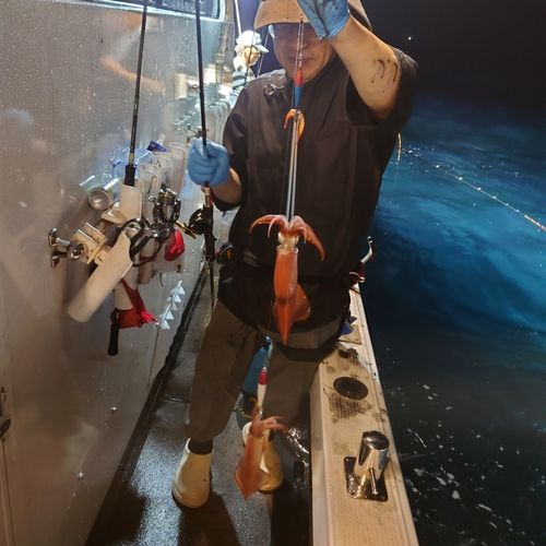 ヤリイカの釣果