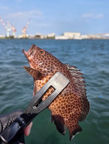 オオモンハタの釣果