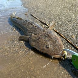 マゴチ