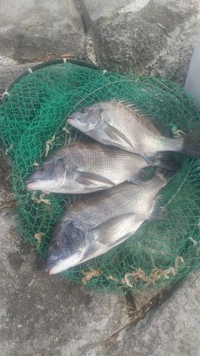 チヌの釣果