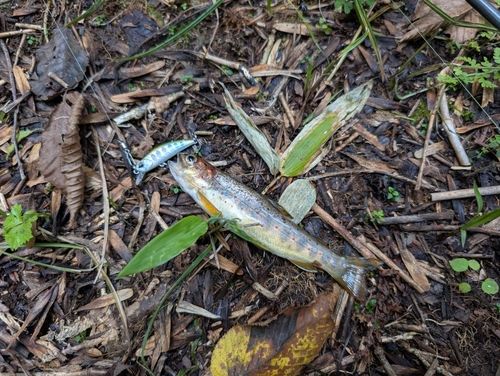 ブラウントラウトの釣果