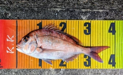 マダイの釣果