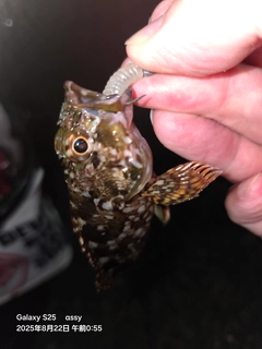 カサゴの釣果