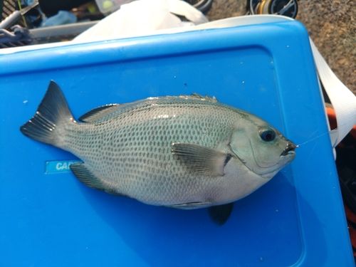 メジナの釣果