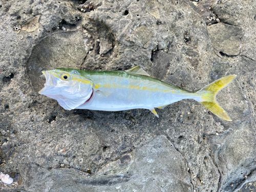 ワカシの釣果