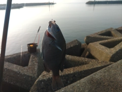 メジナの釣果