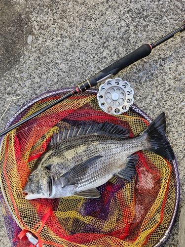 クロダイの釣果