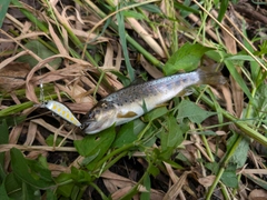ブラウントラウトの釣果