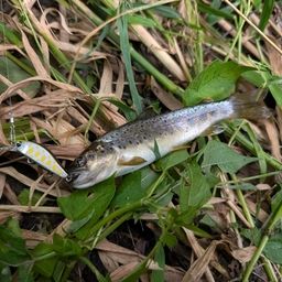 ブラウントラウト