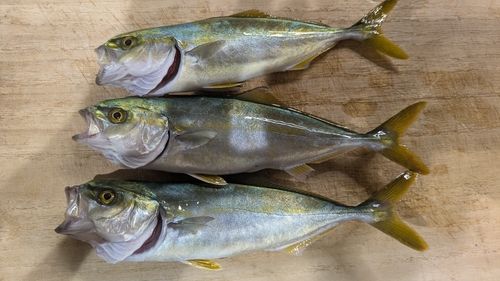 フクラギの釣果