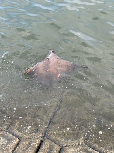 ナルトビエイの釣果