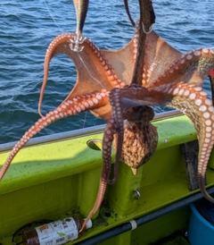 タコの釣果