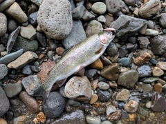 ニジマスの釣果