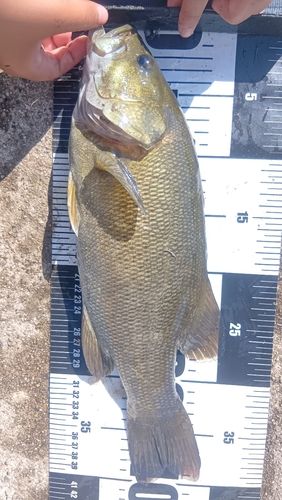 スモールマウスバスの釣果