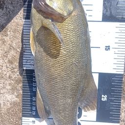 スモールマウスバス