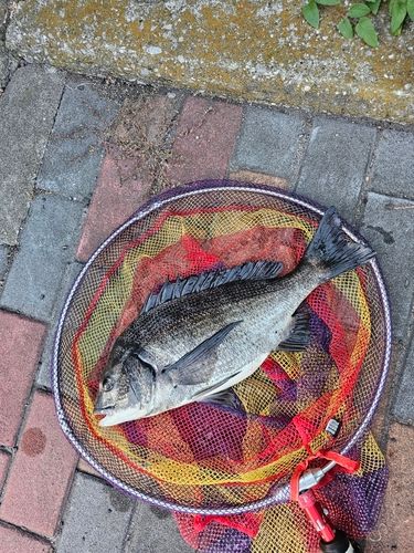 クロダイの釣果