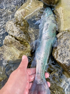 ニジマスの釣果