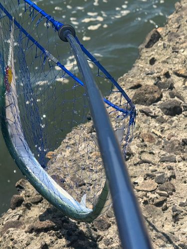 ダツの釣果