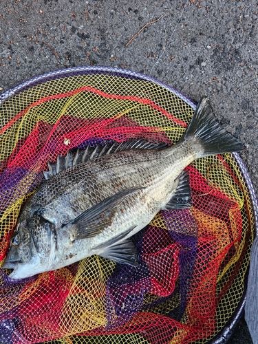 クロダイの釣果