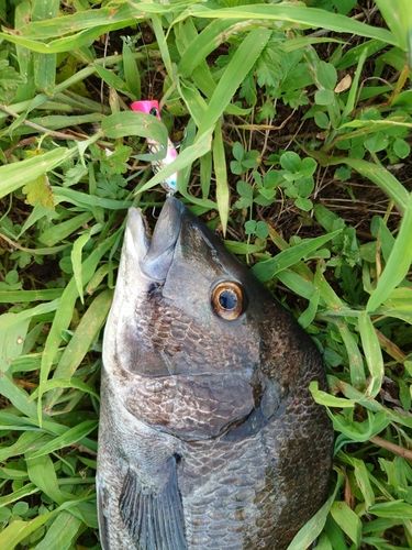 チヌの釣果