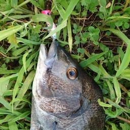 チヌ