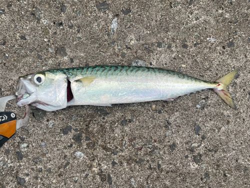 サバの釣果