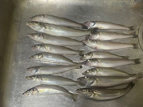 シロギスの釣果