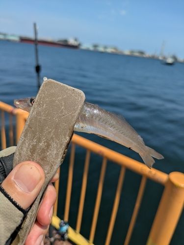 シロギスの釣果