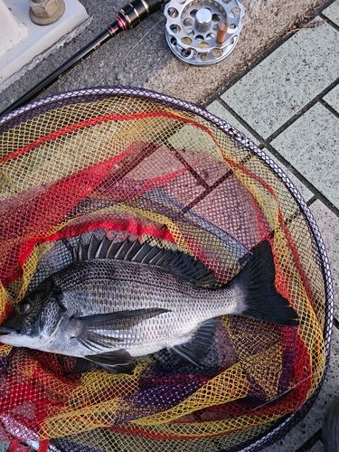 クロダイの釣果