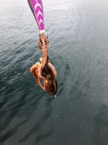 タコの釣果