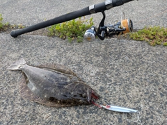 ヒラメの釣果