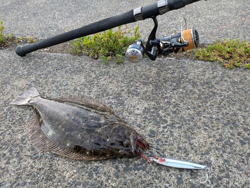 ヒラメの釣果