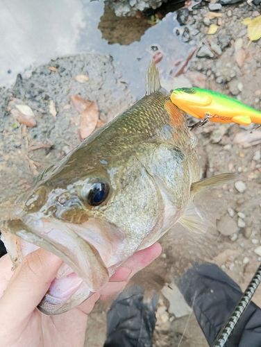 ブラックバスの釣果