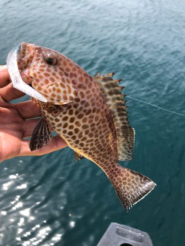 オオモンハタの釣果