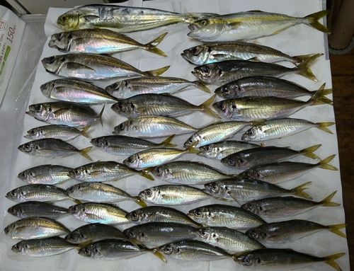 アジの釣果