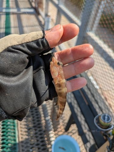 イトヒキハゼの釣果