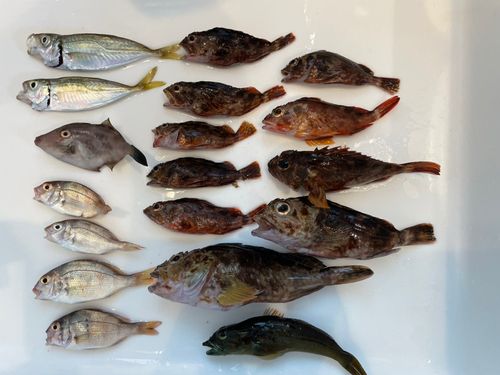 ガシラの釣果