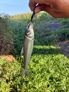 ニゴイの釣果