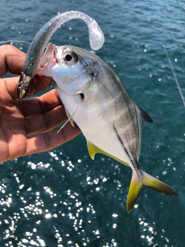 メッキの釣果