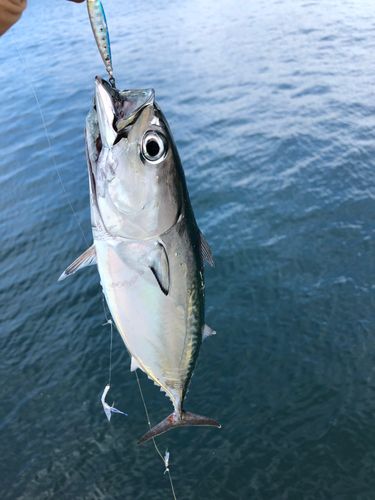 ヒラソウダの釣果