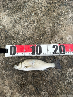 セイゴ(ヒラスズキ)の釣果