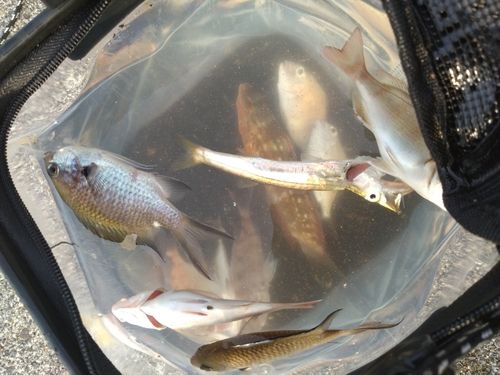 カマスの釣果